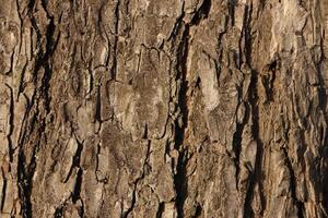 Bark of tree texture. Natural forest background. photo