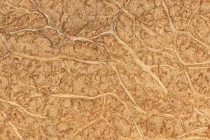 Coconut Nut Fibers Surface Texture. Natural Tropical Background. Macro Closeup. photo