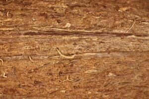 Coconut Nut Fibers Surface Texture. Natural Tropical Background. Macro Closeup. photo