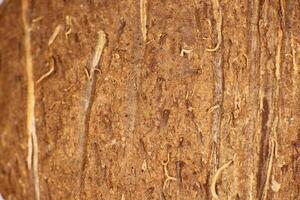 Coconut Nut Fibers Surface Texture. Natural Tropical Background. Macro Closeup. photo