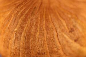 Forest Hazelnut Nut Texture Surface. Macro Closeup. Natural Orga photo