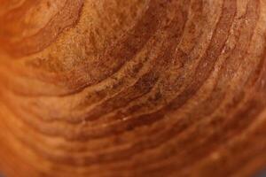 Forest Hazelnut Nut Texture Surface. Macro Closeup. Natural Orga photo