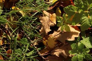 Dry leaves with green grass. Forest background. photo