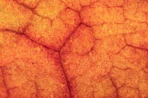 Dry Leaf Texture. Macro Closeup. Natural Organic Background. Tra photo