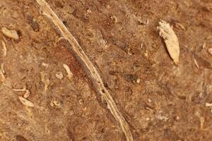 Coconut Nut Fibers Surface Texture. Natural Tropical Background. Macro Closeup. photo
