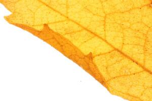 Dry Leaf Texture. Natural Background. Macro closeup. photo