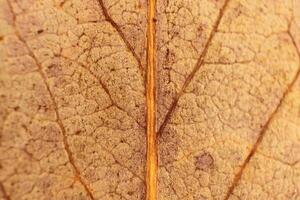 Dry Leaf Texture. Macro Closeup. Natural Organic Background. Tra photo