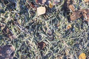 Frozen Forest Grass Texture Background. photo
