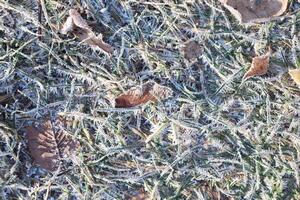 Frost Grass Texture Background. photo