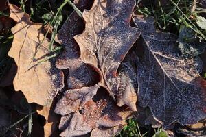 Frost Ice on Forest Oak Leaves. Shining Frosted Leafs Surface. Natural Floral Pattern Background. Macro Closeup. photo