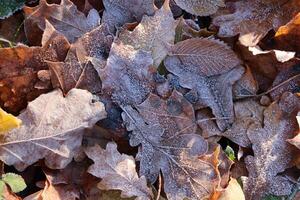 Frost Ice on Forest Oak Leaves. Shining Frosted Leafs Surface. Natural Floral Pattern Background. Macro Closeup. photo