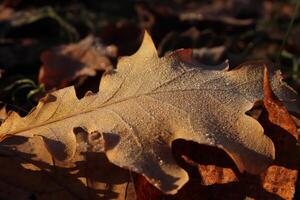 Frosted Oak Leaf Surface Texture. Frost Ice on Forest Morning. Natural Floral Pattern Background. Macro Closeup. photo