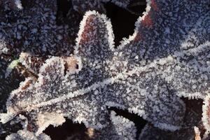 Frosted Oak Leaf Surface Texture. Frost Ice on Forest Morning. Natural Floral Pattern Background. Macro Closeup. photo
