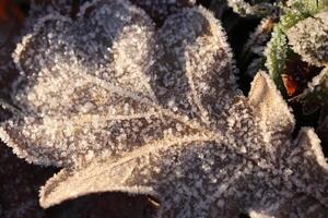 Frosted Oak Leaf Surface Texture. Frost Ice on Forest Morning. Natural Floral Pattern Background. Macro Closeup. photo