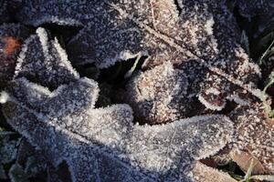Frost Ice on Forest Oak Leaves. Shining Frosted Leafs Surface. Natural Floral Pattern Background. Macro Closeup. photo