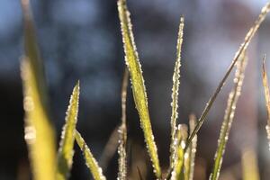 Frosty Crystals on Green Grass. Morning Forest Background. photo