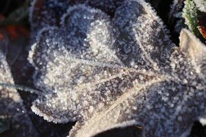 Frosted Oak Leaf Surface Texture. Frost Ice on Forest Morning. Natural Floral Pattern Background. Macro Closeup. photo