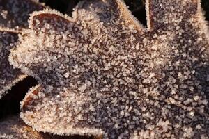 Frosted Dry Oak Leaf Surface Texture. Frost Ice on Forest Morning. Natural Floral Pattern Background. Macro Closeup. photo