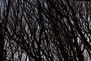 Tree Branches Texture. Dark Forest Background. photo