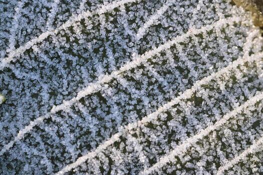 Frosted Dry Leaf Surface Texture. Frost Ice on Forest Morning. Natural Floral Pattern Background. Macro Closeup. photo