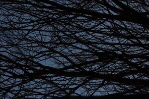 Tree Branches Texture. Dark Forest Background. photo