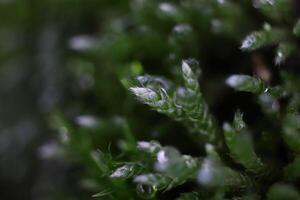 Blossom Moss Texture Background. Macro Closeup. photo