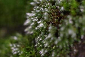 Blossom Moss Texture Background. Macro Closeup. photo