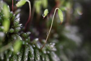 Blossom Moss Sprig Texture Background. Macro Closeup. photo
