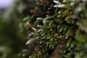 Blossom Moss Texture Background. Macro Closeup. photo
