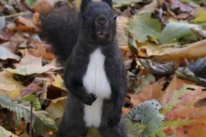 Black Squirrel on Frozen Forest Leaves Background photo