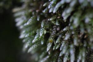 Blossom Moss Texture Background. Macro Closeup. photo