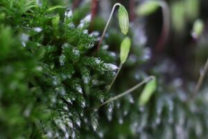 Blossom Sprigs Moss Texture Background. Macro Closeup. photo