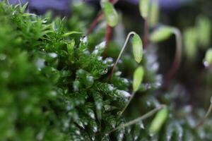 Blossom Moss Sprigs Texture Background. Macro Closeup. photo