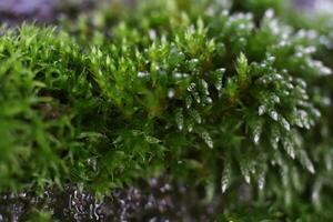 Blossom Moss Texture Background. Macro Closeup. photo