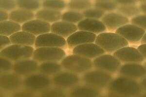 Yellow Foam Plastic Texture. Abstract Styrofoam Background. Macro Closeup. photo