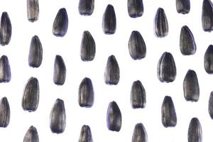Sunflower Seeds Pattern. Isolated Background. Detailed Texture. Macro Closeup. photo