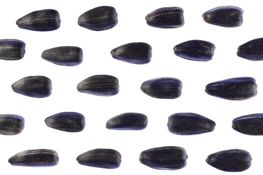 girasol semillas modelo. aislado antecedentes. detallado textura. macro de cerca. paisaje orientación póster. foto