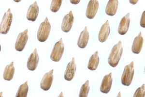 Sunflower Peeled Seeds Pattern. Isolated Background. Detailed Texture. Macro Closeup. photo