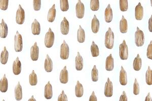 Sunflower Peeled Seeds Pattern. Isolated Background. Detailed Texture. Macro Closeup. Landscape Orientation Poster. photo
