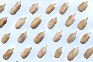Sunflower Peeled Seeds Pattern. Isolated Background. Detailed Texture. Macro Closeup. photo