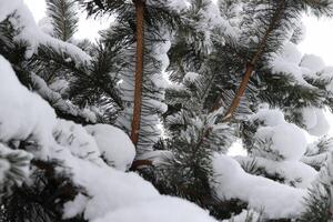 Snowy Fir Branches. Winter Christmas Tree Background. photo