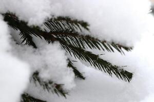 Snowy Fir Branches. Winter Christmas Tree Background. photo