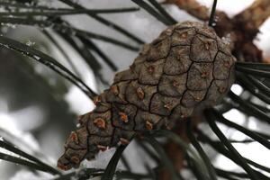 Cone on Snowy Fir Branches. Winter Christmas Tree Background. photo