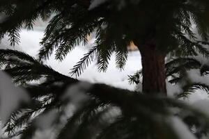 From Under Snowy Fir Branches. Winter Christmas Tree Background. photo