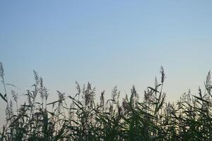 Fresh green sane on clear blue sky background. photo
