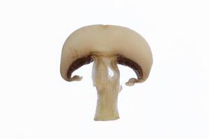 isolated fresh slice of champignon. Mushroom vegetable food. photo
