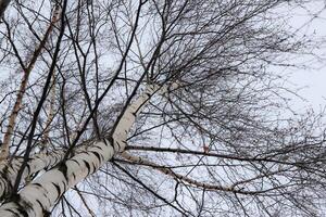 Birch tree crown of the trunk rushes up. Birch branches with fallen leaves. photo