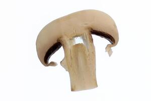 isolated fresh slice of champignon. Mushroom vegetable food. photo