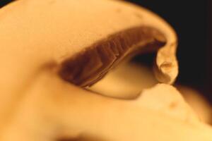 Warm Mushroom Texture. Fresh Champignon Background. photo