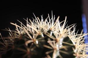 Prickly surface of cactus texture. Black background. Macro closeup. photo